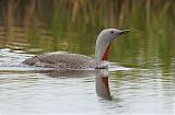 Red-throated Loon